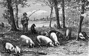 Black & White Illustration: Pannage - pigs eating