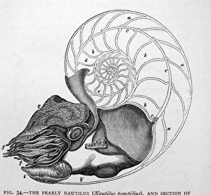 Anatomy Collection: Black & White Illustration: Pearly Nautilus sectioned shell to show siphon and chambers