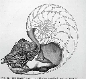 Mollusc Prints: Black & White Illustration: Pearly Nautilus sectioned shell to show siphon and chambers