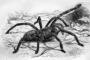 Print Prints: Black & White Illustration: Spider