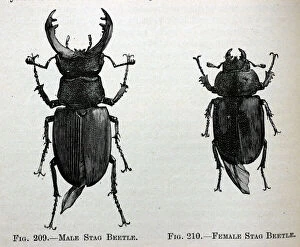 Images Dated 16th November 2005: Black & White Illustration: Stag beetle male and female, From Furneaux 1911