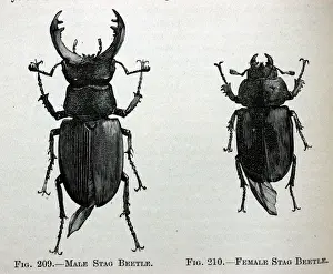 Black & White Illustration: Stag beetle male and female, From Furneaux 1911
