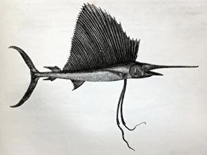 Images Dated 16th November 2005: Black & White Illustration: Swordfish (sailor fish) from Wood 1863