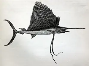 Black & White Illustration: Swordfish (sailor fish) from Wood 1863
