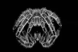 Arachnid Gallery: Black and white of Mexican redknee tarantula reflected