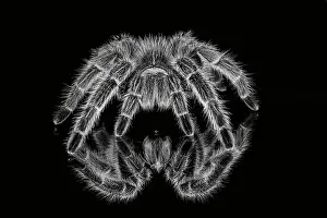 Reflected Prints: Black and white of Mexican redknee tarantula reflected on mirror. Date: 31-12-1999