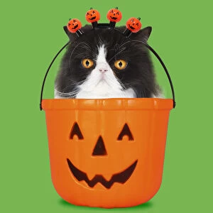 Buckets Gallery: Black & White Persian Cat, sitting in Halloween