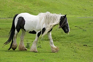 Horse Collection: Black and white piebald horse trotting North Yorkshire Moors UK