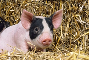 Black & White Piglet - in straw