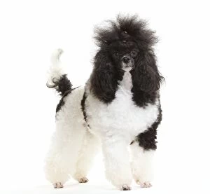 Black and White Poodle