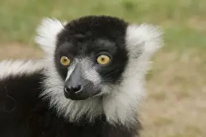 Black & White Ruffed Lemur