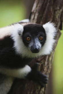 Images Dated 16th May 2012: Black and white ruffed lemur (Varecia variegata)