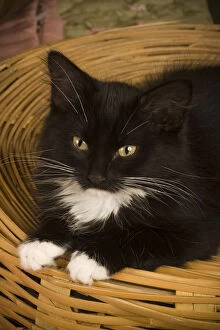Black & white short-haired kitten on hamper