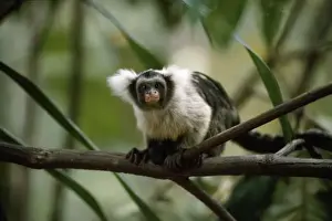 Black and White Tassel-ear Marmoset / Santarem Marmoset - sitting on branch - Amazonia - Brazil - South America