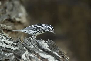 Images Dated 21st April 2012: Black and White Warbler