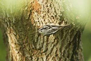 Images Dated 3rd May 2012: Black and White Warbler - hunting for insects