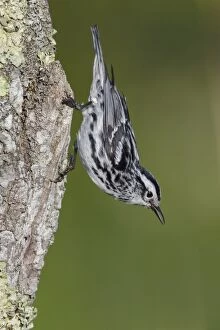 Black and White Warbler Mniotilta varia singing from de