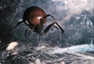 Traps Prints: Black Widow Spider