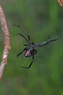 Images Dated 29th August 2006: Black Widow Spider - Female. Arizona, USA