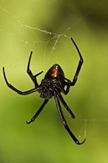 Images Dated 30th August 2006: Black Widow Spider - Female, venomous. Found throughout most of North America. Arizona, USA