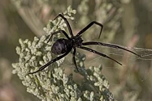 Images Dated 28th August 2008: Black Widow Spider - Female in web - Arizona - USA