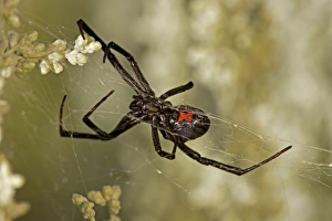 Images Dated 28th August 2008: Black Widow Spider - Female in web - Arizona - USA