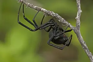 Black Widow Spider (Latrodectus hesperus) - Female - Arizona - Characterized by a a bright red-orange hourglass shape on the underside - Found throughout most of North America-more commonly in warmer climates - Common around man-made structures such