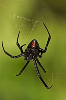 Images Dated 30th August 2006: Black Widow Spider (Latrodectus hesperus) - Female - Arizona - Characterized by a a bright