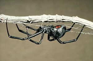 Images Dated 25th October 2005: Black Widow Spider Pacifica, California. Fam: Araneae