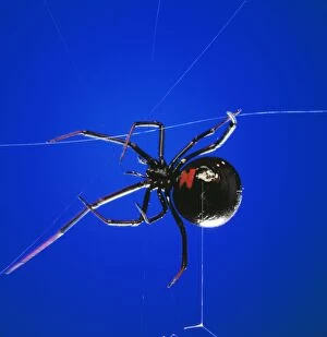 Images Dated 6th December 2005: Black Widow Spider - spinning web