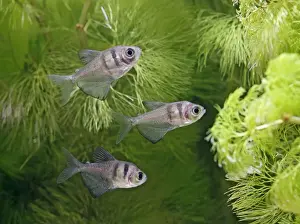 Black widow tetras – side view, tropical freshwaters America 002855