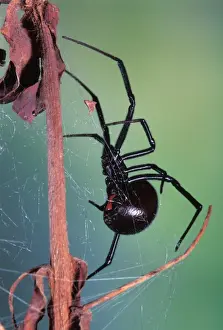 Black Widow Western USA