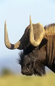 Black Wildebeest