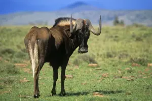 Black Wildebeest