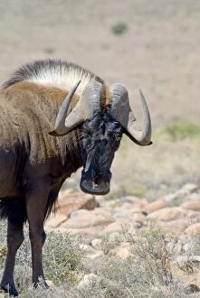 Black Wildebeest / White-tailed Gnu - close up showing face and horn structure