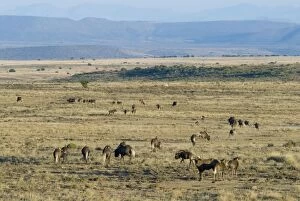 Black Wildebeest / White-tailed Gnu - herd in typical habitat