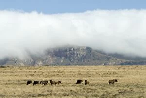 Images Dated 18th February 2007: Black Wildebeest / White-tailed Gnu - herd in typical habitat with cloud blanket enveloping