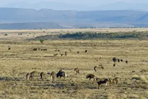 Black Wildebeest / White-tailed Gnu - herd in typical habitat. Inhabits low karroid scrub and open grassland. Endemic to South Africa. Mountain Zebra National Park, Eastern Cape, South Africa