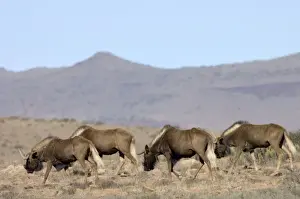 Black Wildebeest / White-tailed Gnu - Part of herd walking. Endemic in South Africa, Lesotho and Swaziland. Formerly brought to brink of extinction, now widely reintroduced. Mountain Zebra National Park, Eastern Cape, South Africa