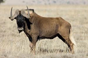South Africa Collection: Black Wildebeest / White-tailed Gnu - Mature bull. Endemic in South Africa, Lesotho and Swaziland