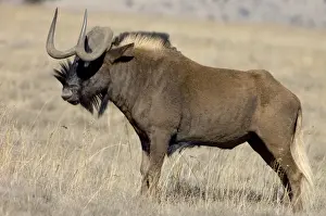 Grazer Prints: Black Wildebeest / White-tailed Gnu - Mature bull