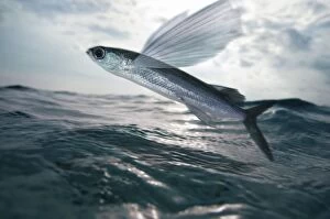 Black Wing Flyingfish leaping above ocean (composite image)