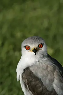 Black-winged / Black-shouldered Kite