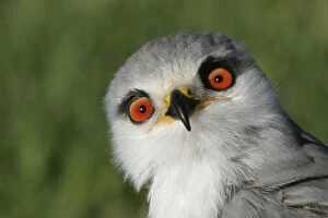 Images Dated 26th October 2003: Black-winged / Black-shouldered Kite Cape Province, South Africa