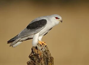 Black-winged Kite - adult perched on a branch