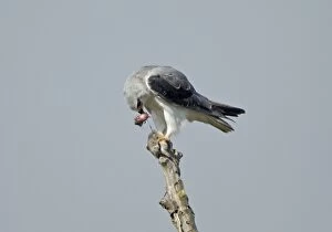 Black-winged Kite / Black-shouldered Kite - eating