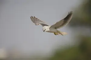 Black-winged Kite - in flight - Candolim, Goa, India