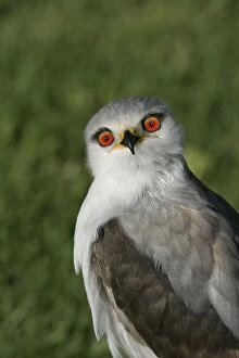 Images Dated 26th October 2003: Black-winged Kite - Portrait. Cape Province. South Africa