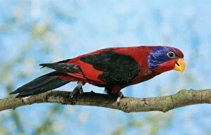 Images Dated 21st April 2010: Black-winged Lory