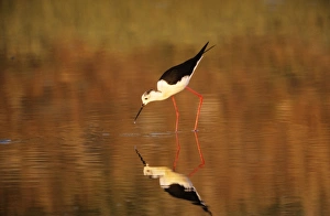 Images Dated 2nd March 2006: Black-winged Stilt